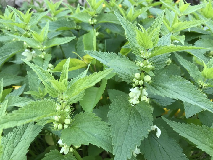 plants