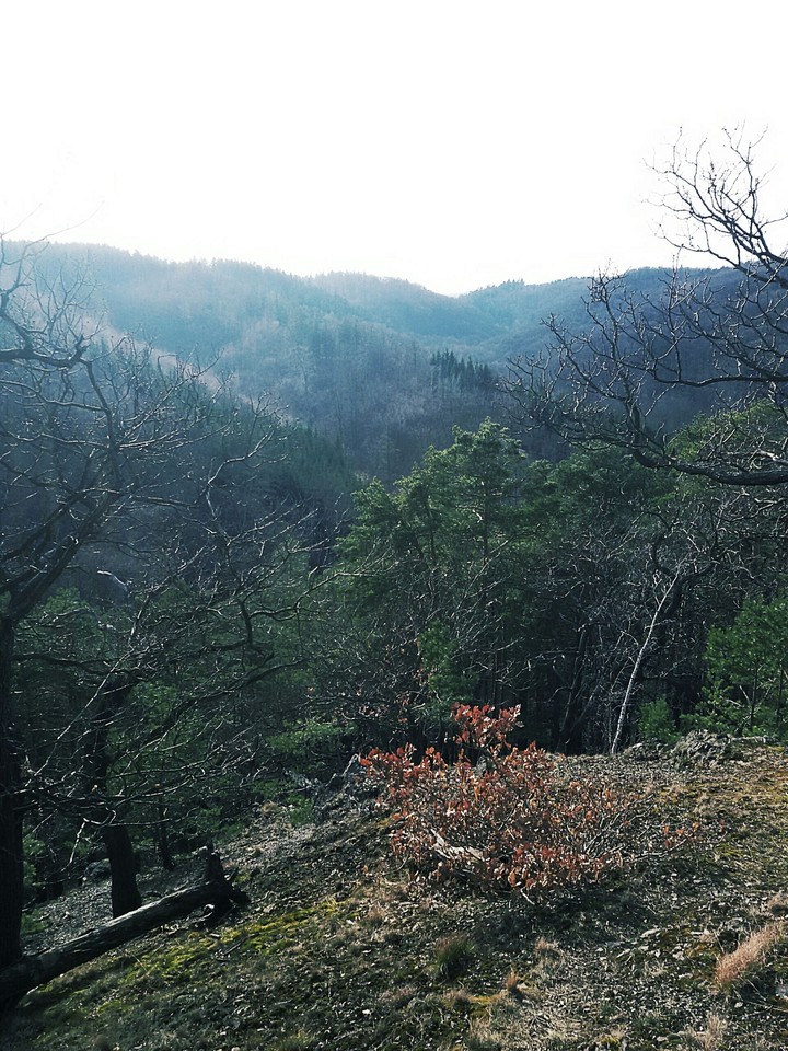 Forest in Germany