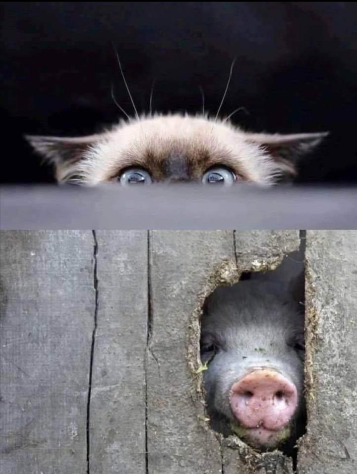 Hello