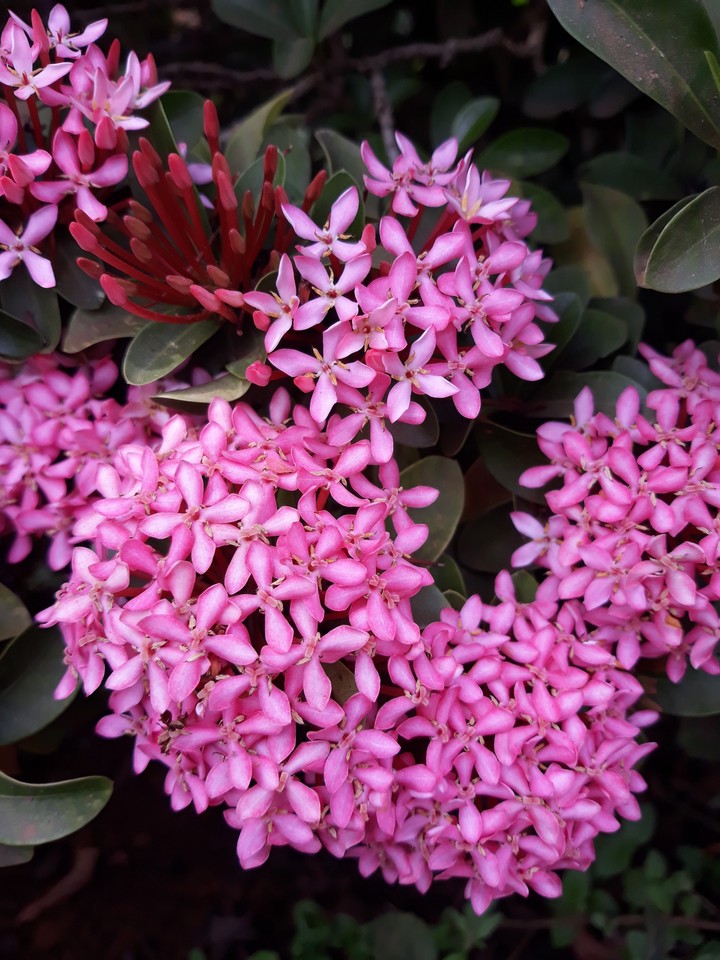 pink