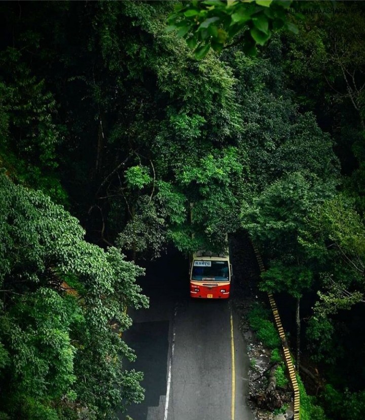 Trees