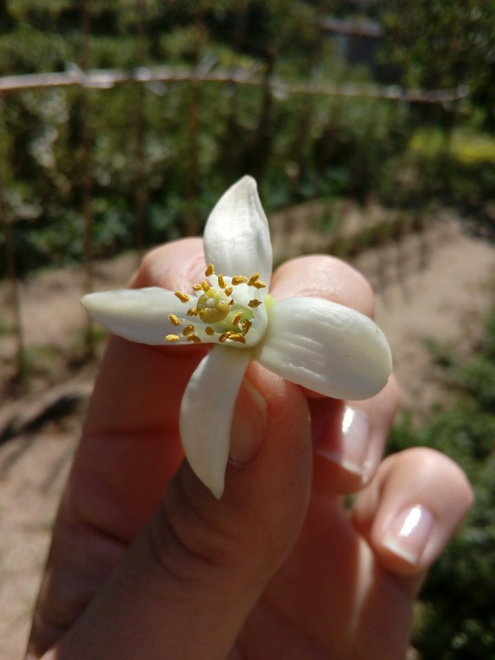 White and pure