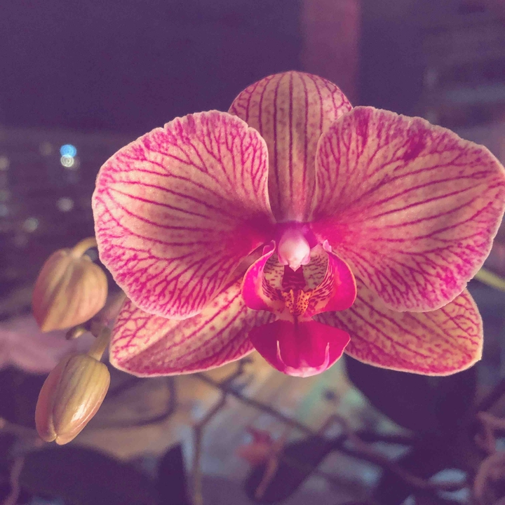 orchids