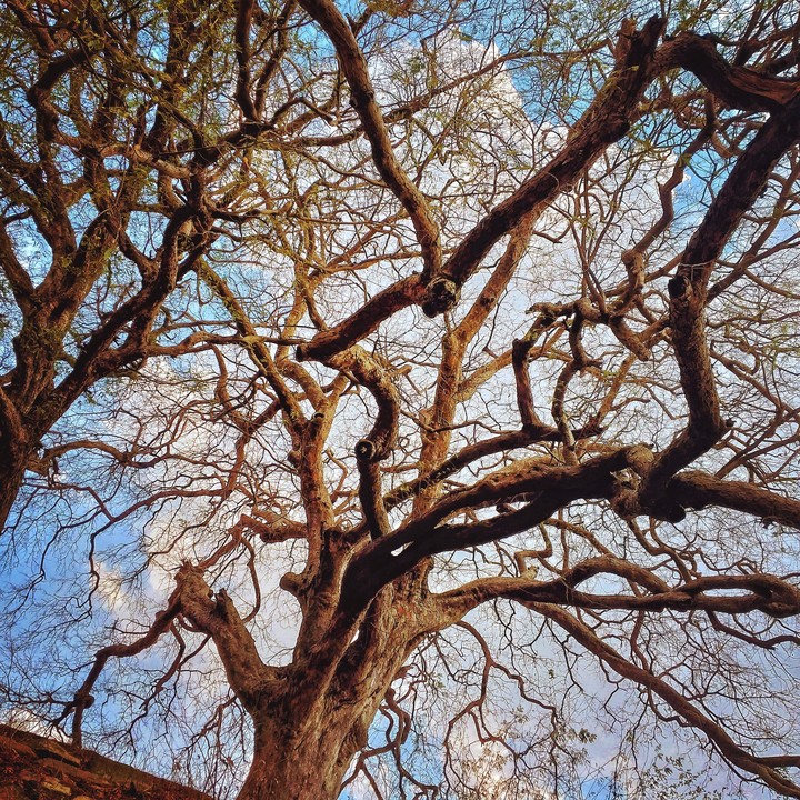 Tangled thoughts!