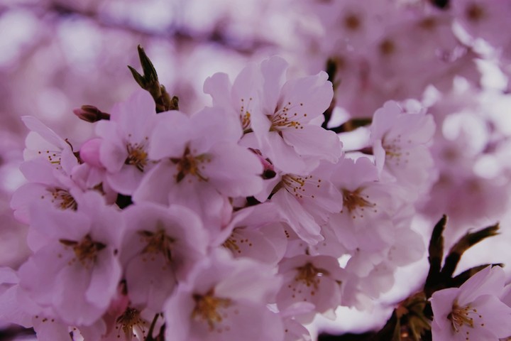 Cherry Blossom DC