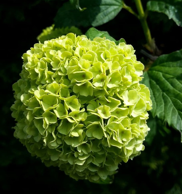 Viburnum