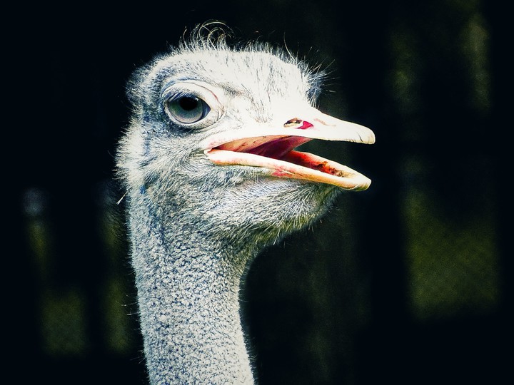 ostrich