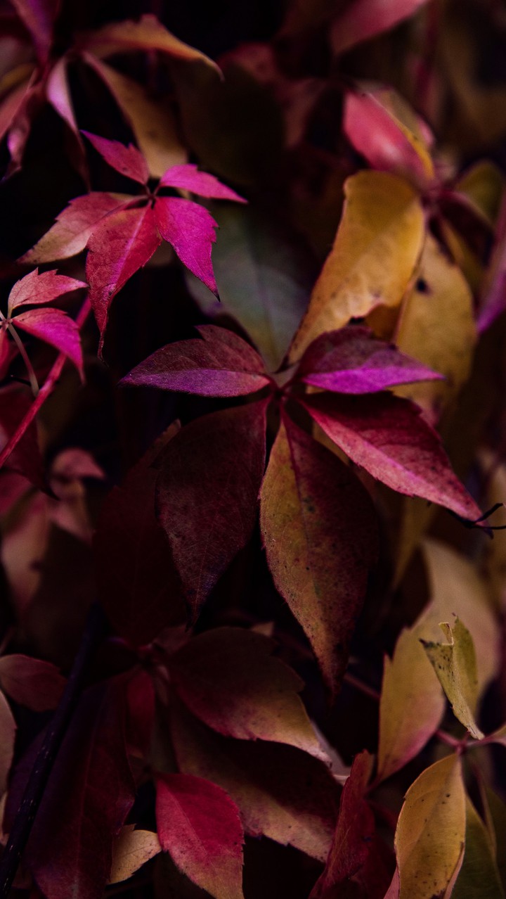 pink leaves