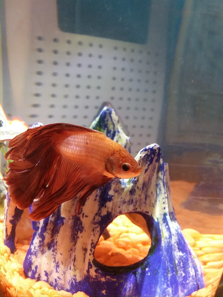 Red Betta Fish