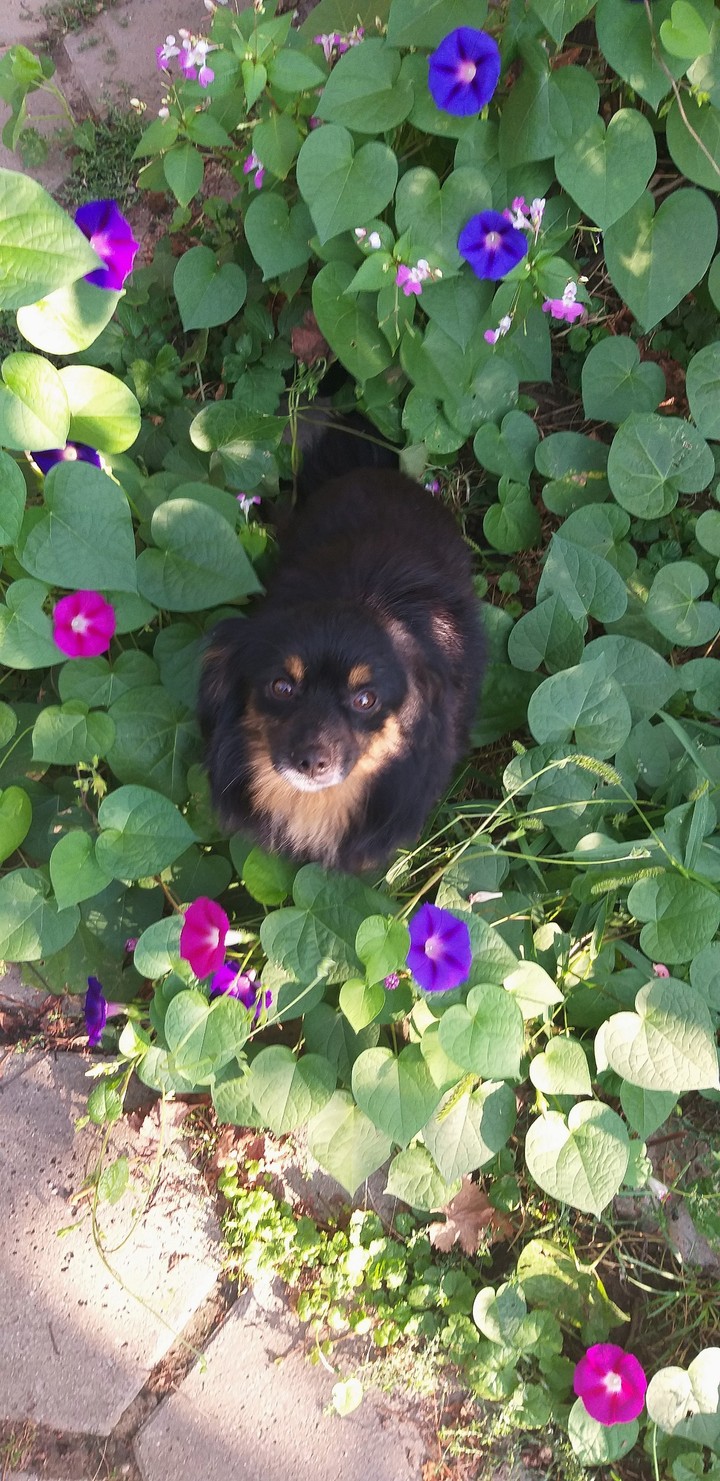my doggie