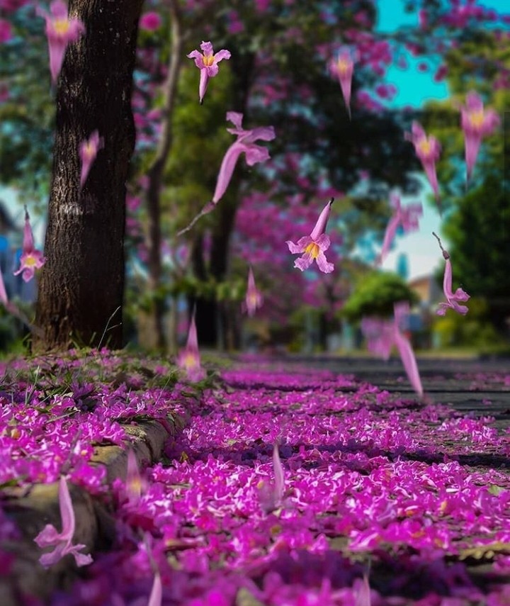 Fallen Flower