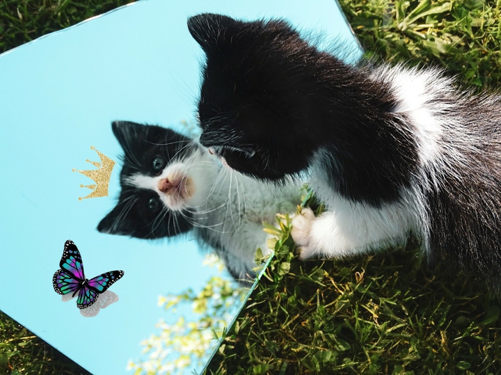 little cat