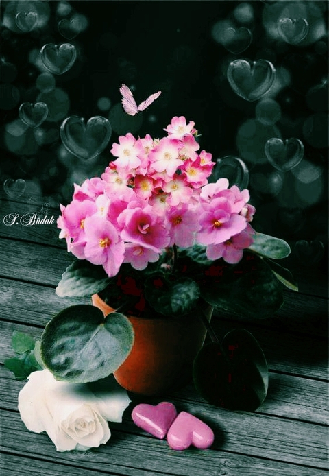 floristry, flower wallpapers