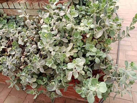 sfondi flower, herb
