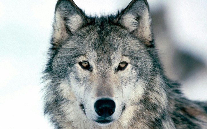 wolf