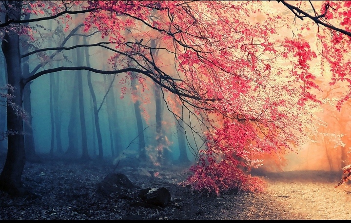 nature