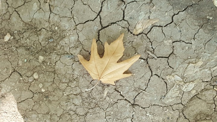 autumn leaf