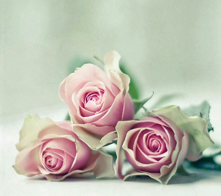 Roses