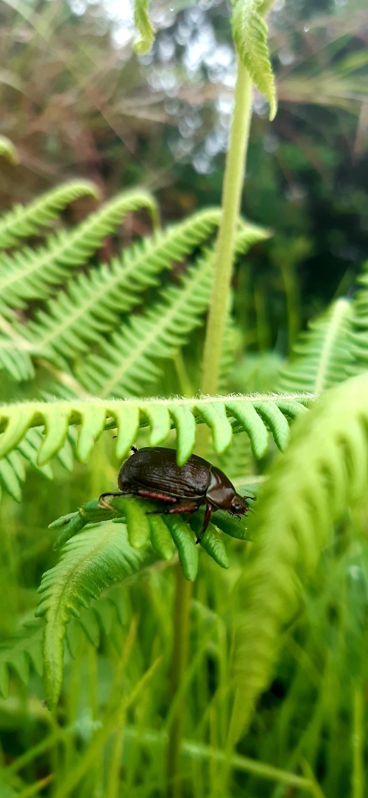 A Bug's Life