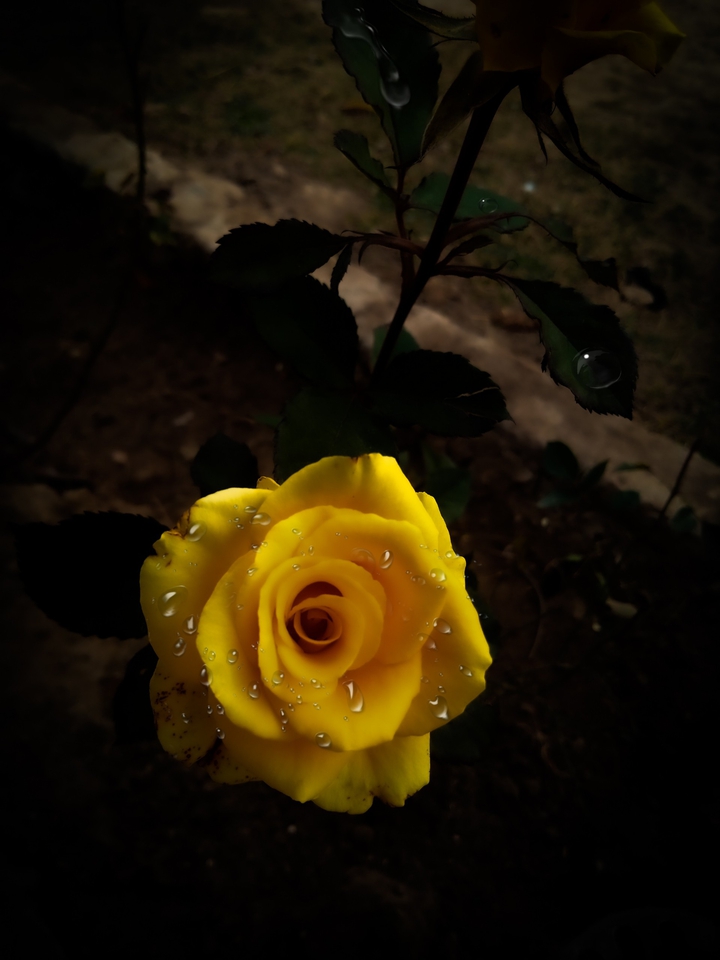 black yellow flower