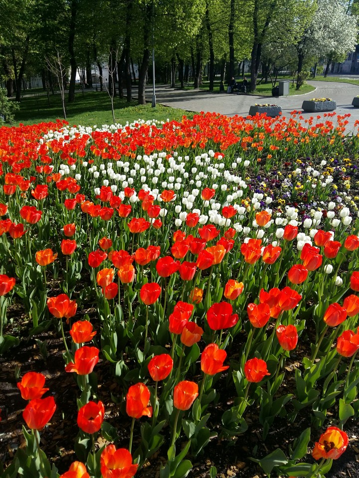 flowers