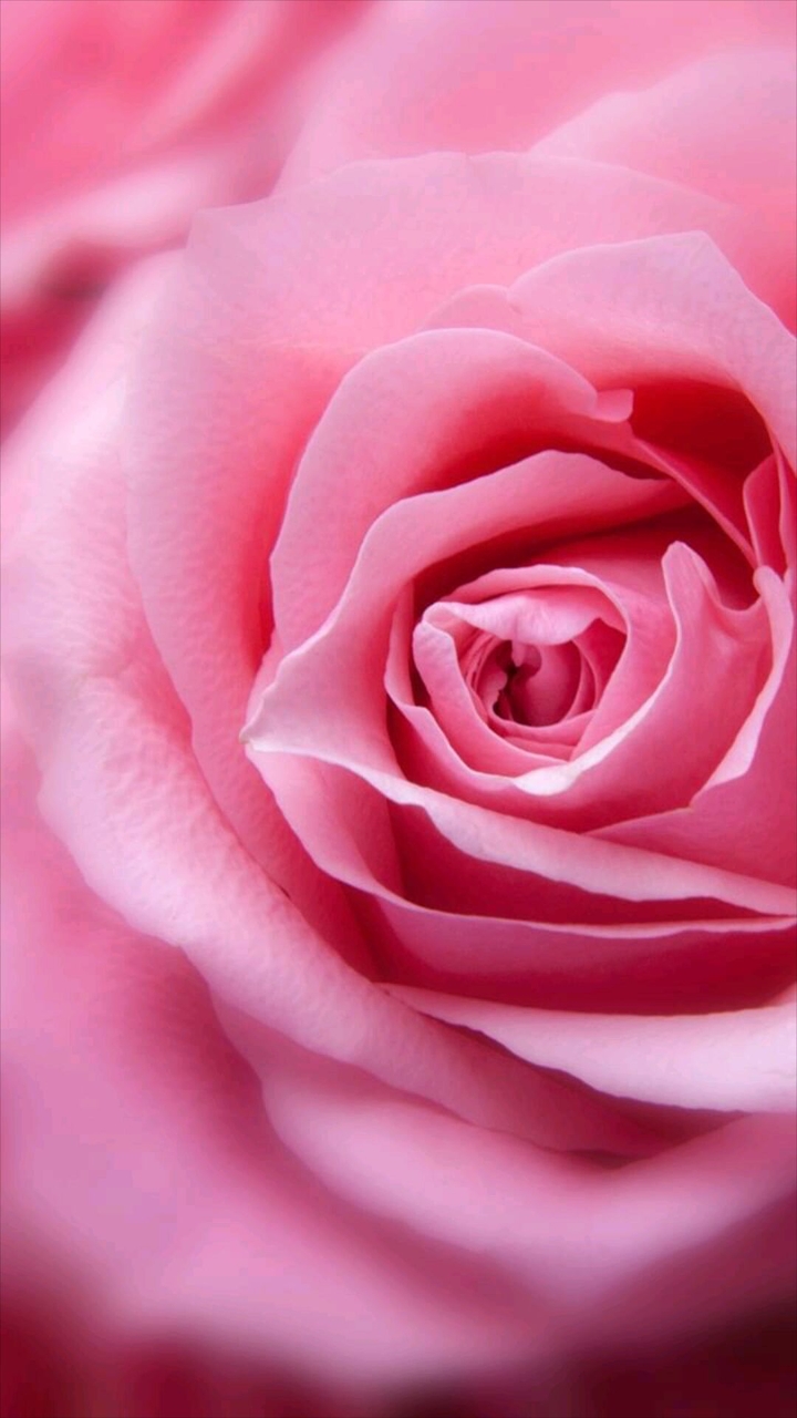 Pink Rose