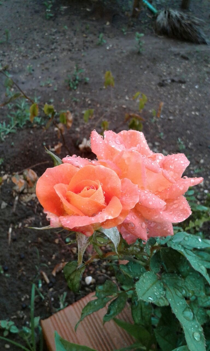 flores