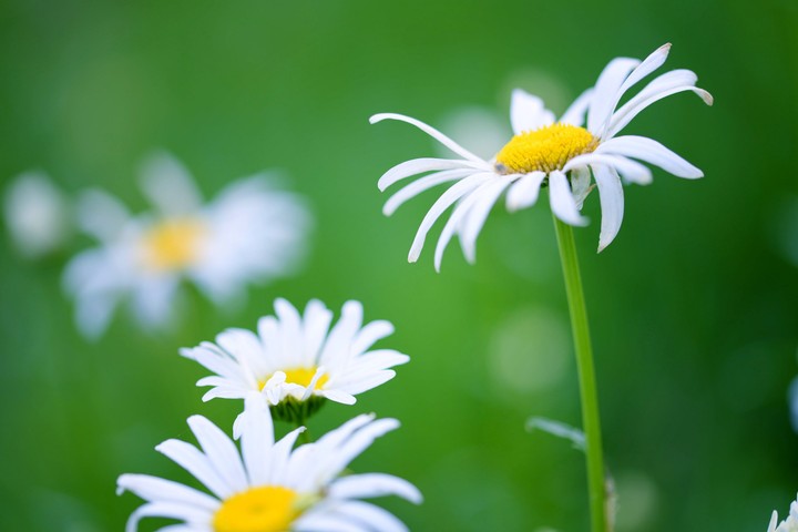 spring flower
