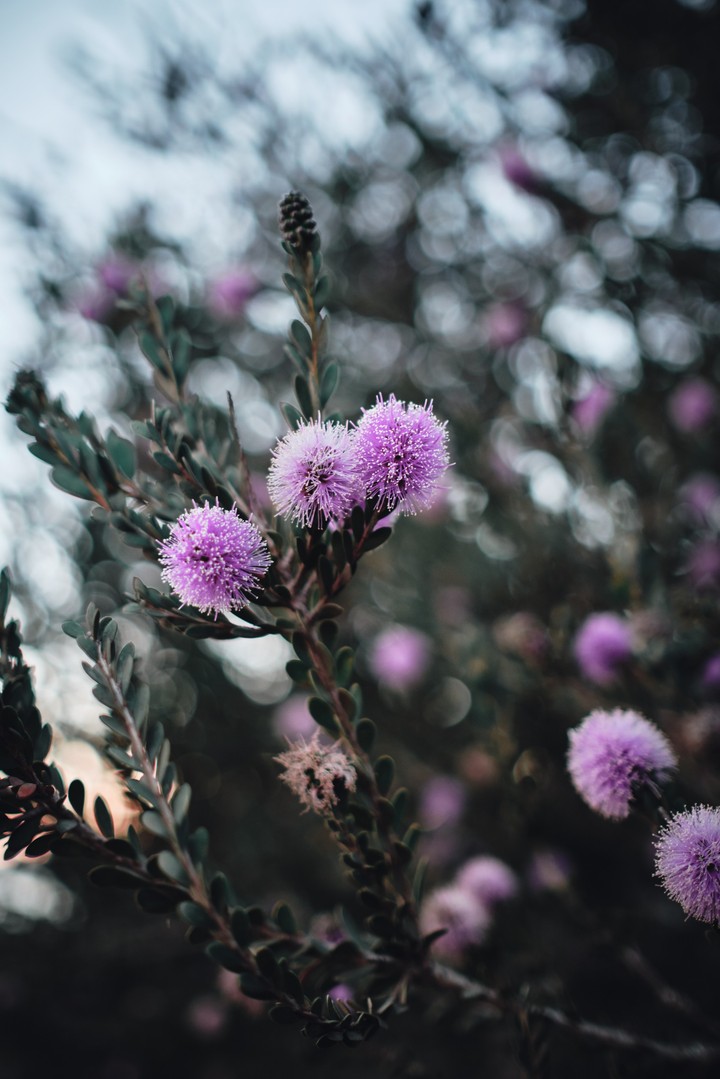 flower