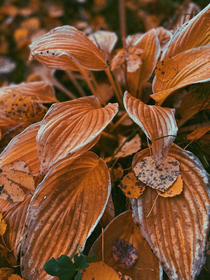 очень