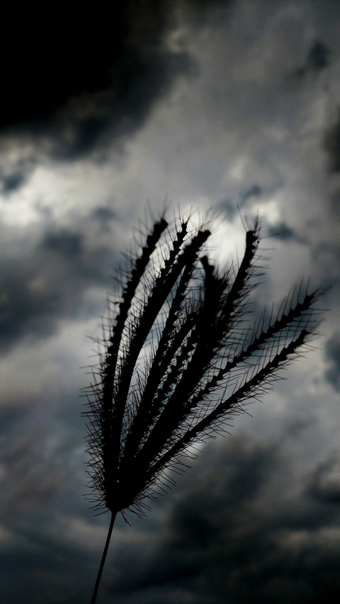 natural plant