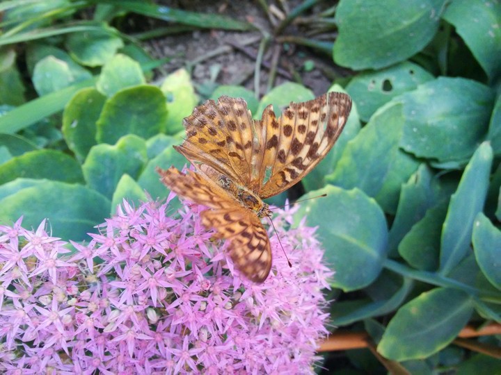 Cooper Butterfly