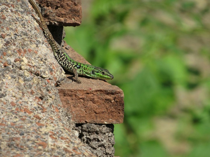lizard