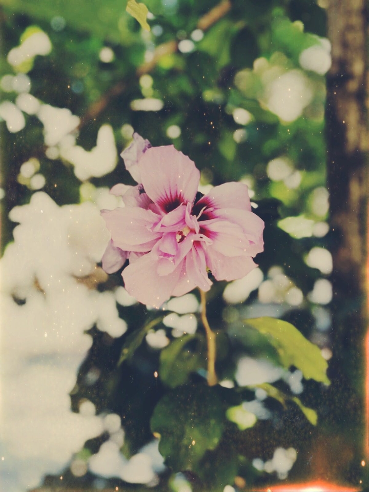 Pure pink flower from the source of it.