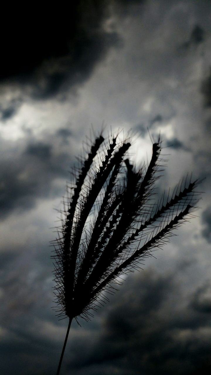 natural plant