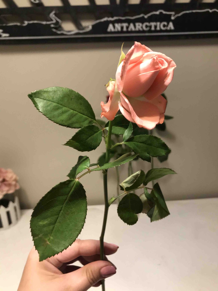 Thank you flower