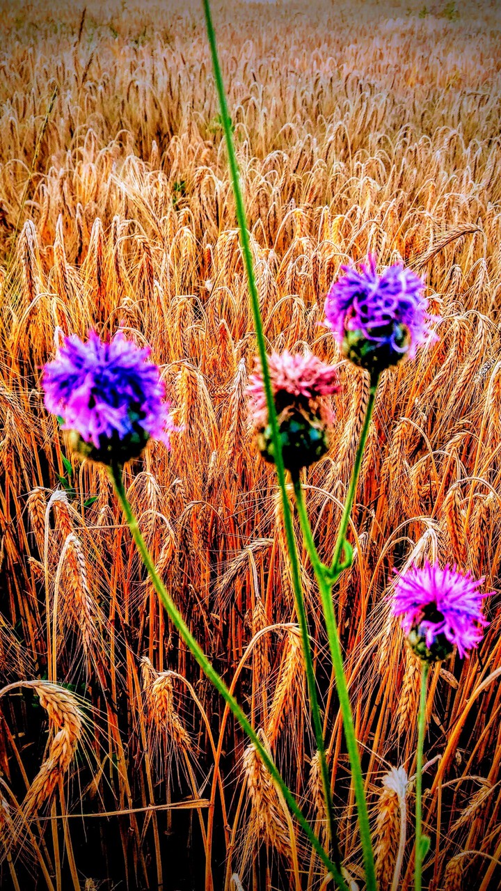 Flower and the future for you.