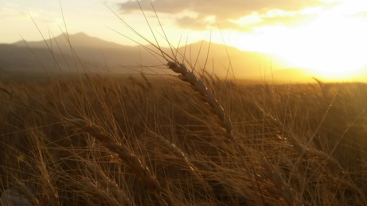 GRAIN FIELD