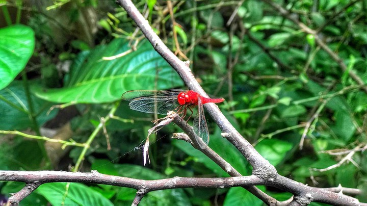 Red Grasshopper