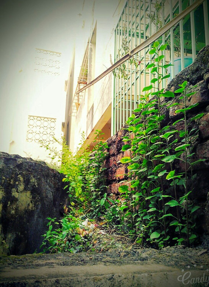 little plants on the wall side