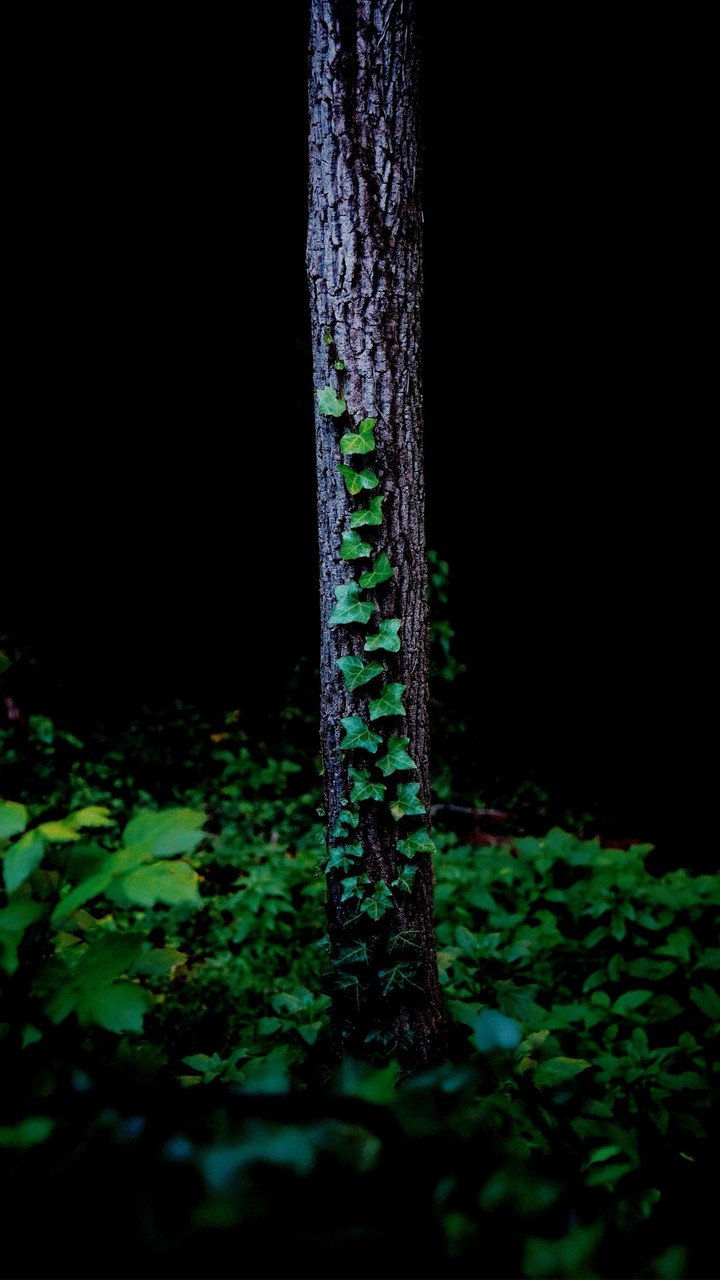amoled wallpaper 1