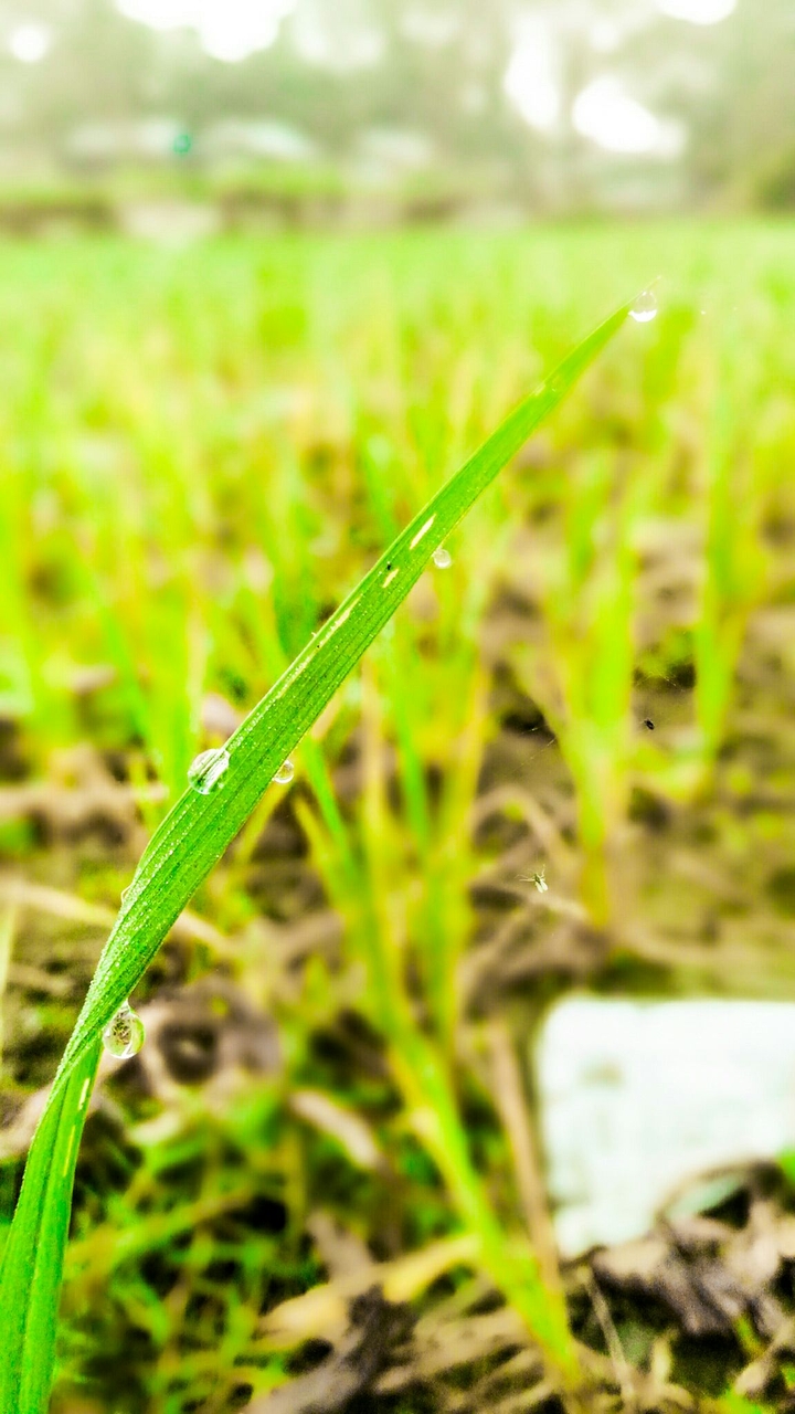 bd land crops