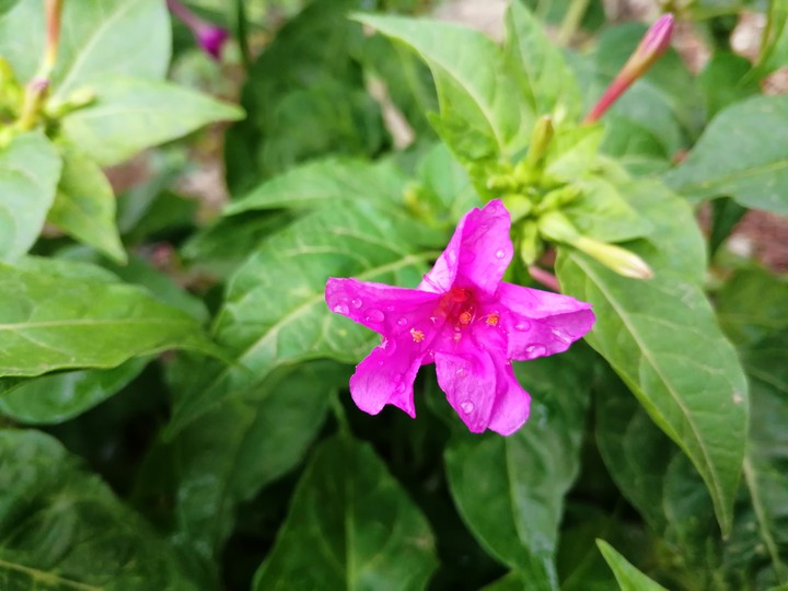 blossom