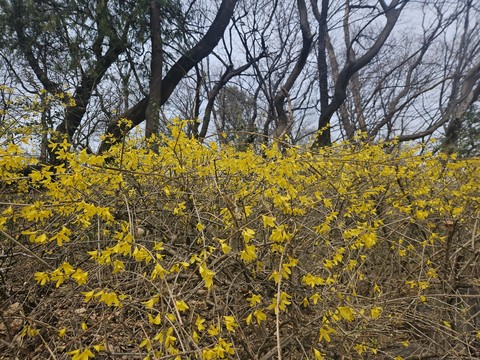 ταπετσαρίες twig, Yellow