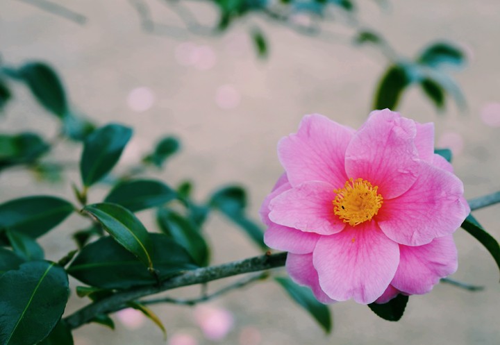 A pink camillia flower