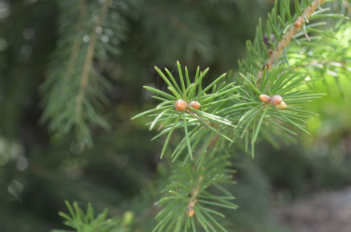 Fir-tree