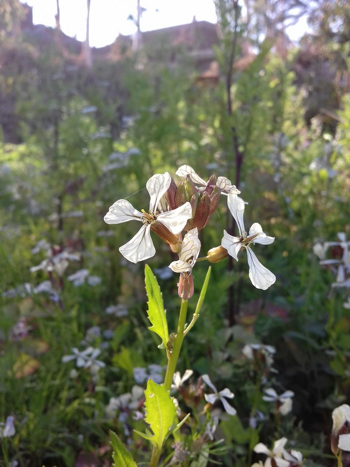 flower