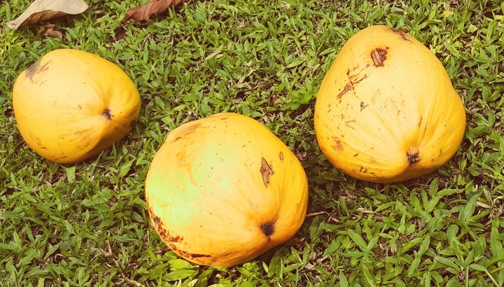 Kelapa