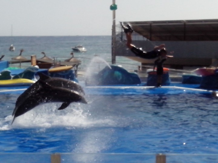 Dolphins :)