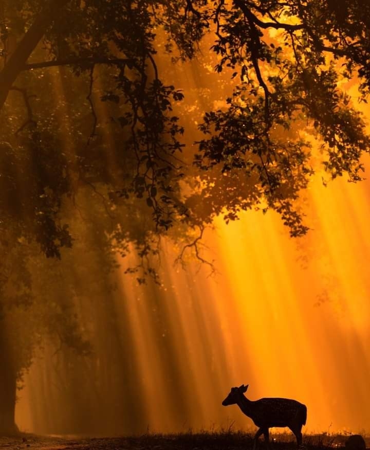 Forest